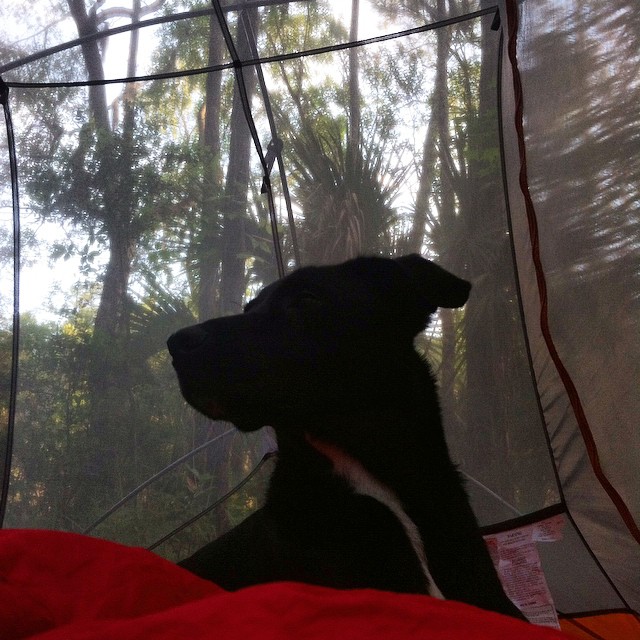 Kiki loves a night under the stars #camping #Charleston #puppiesofinstagram