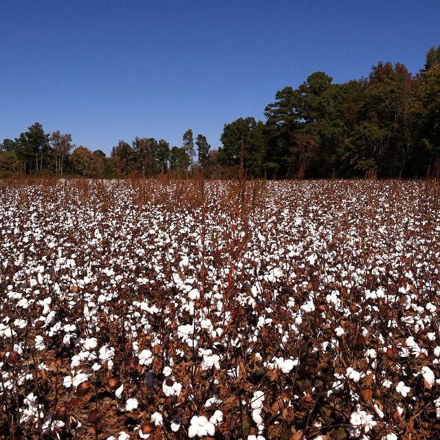 Never knew how cool #cotton looked growing. #NorthCarolina #CottonFields #beauty