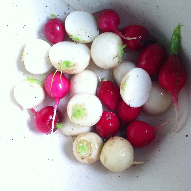 #roast those last bit of summer #radishes